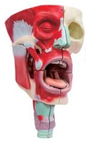 鼻、口、咽喉腔分解模型